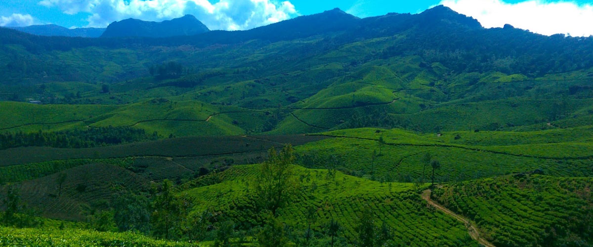 Kerala-Munnar4