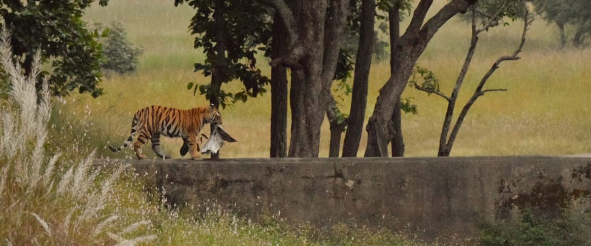 bandhavgarh1