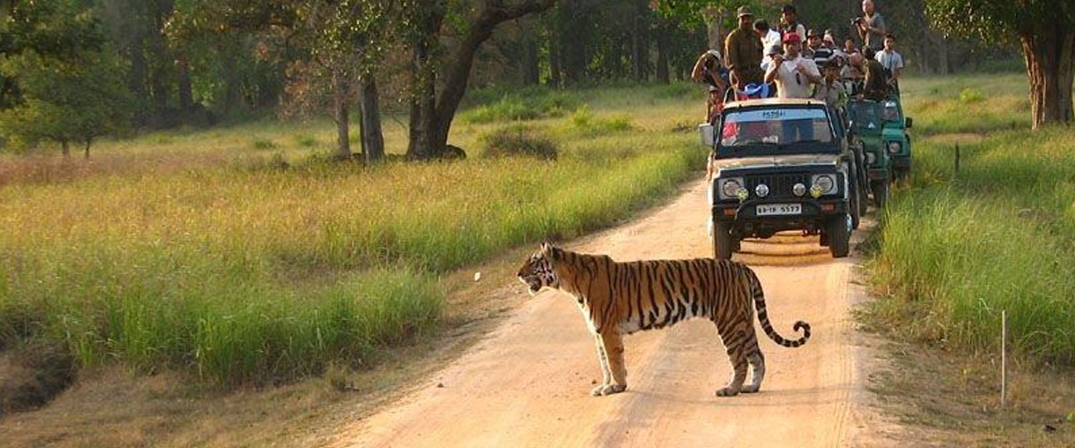 bandhavgarh2