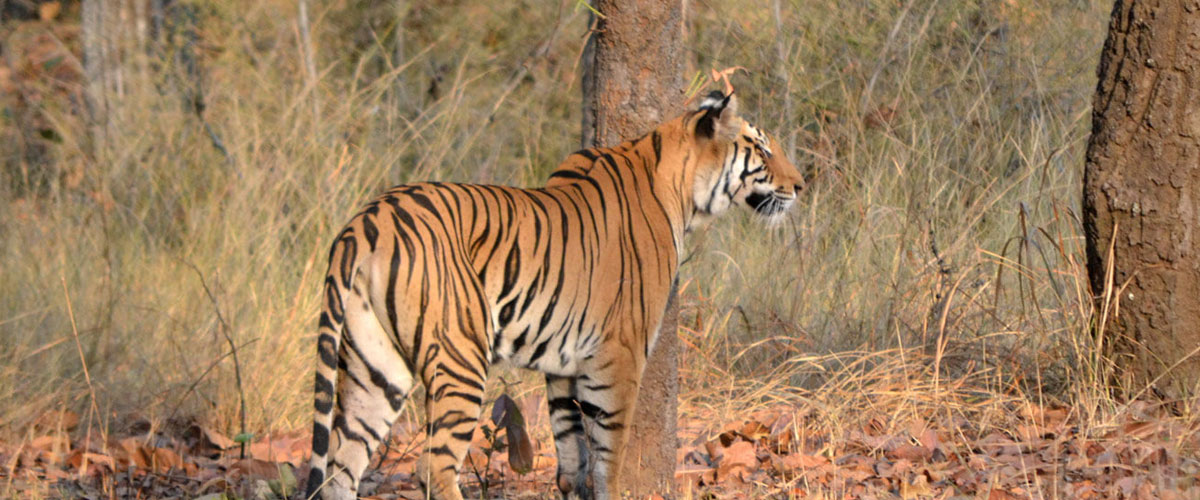 bandhavgarh3