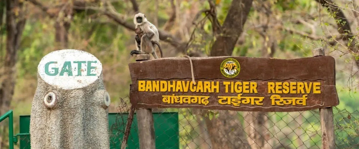 bandhavgarh6