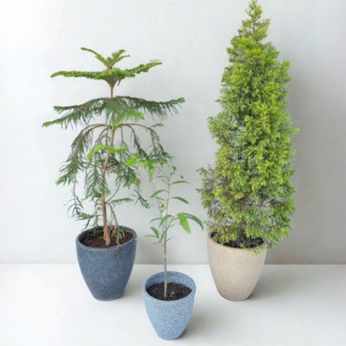 Deco Oval Planter