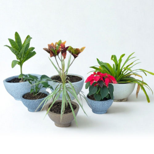 Garden Bowl Pot
