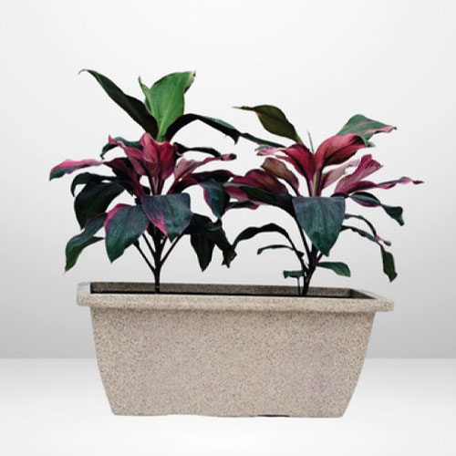 Modern Square Planter